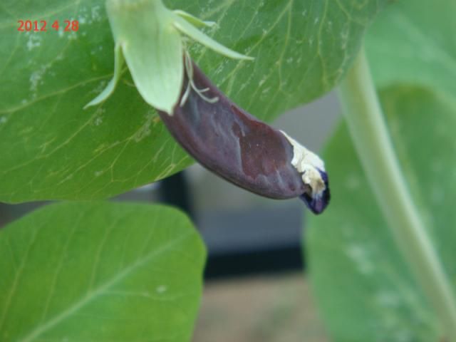 ツタンカーメン豌豆　実が出来ました