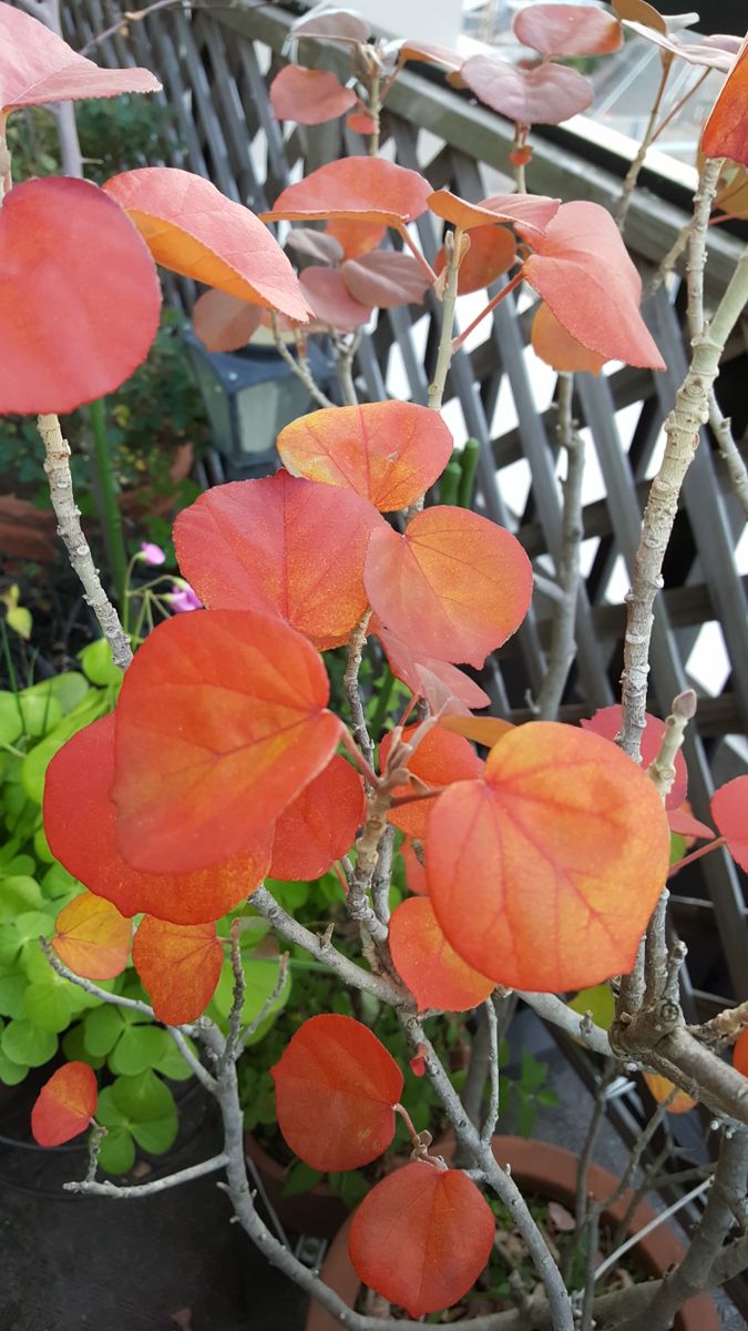 ふくおかルーバルガーデン2～初冬🍂の庭便り❗庭の最後の紅葉🍁