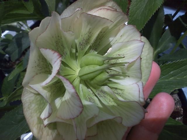 今日の交配花の様子