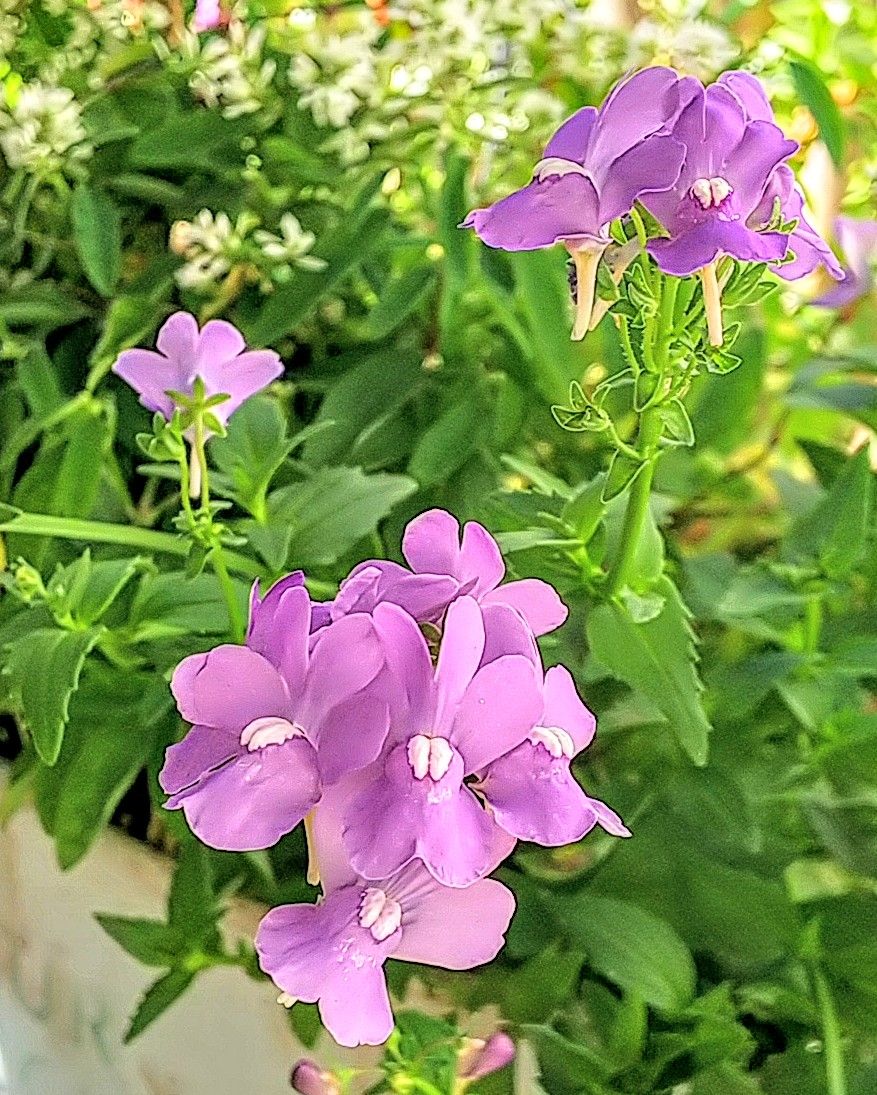 かわいく咲く紫の花💜