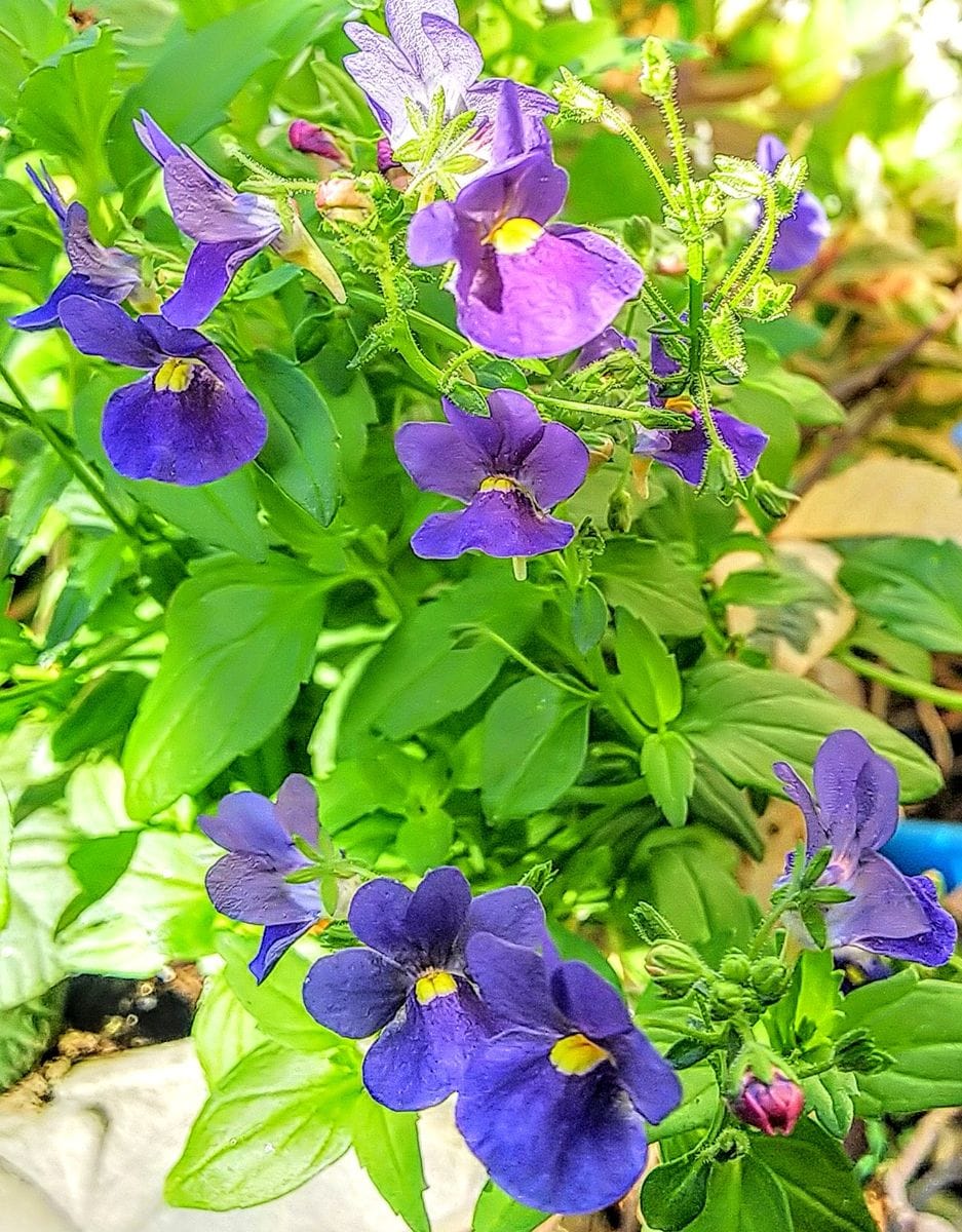 かわいく咲く紫の花💜