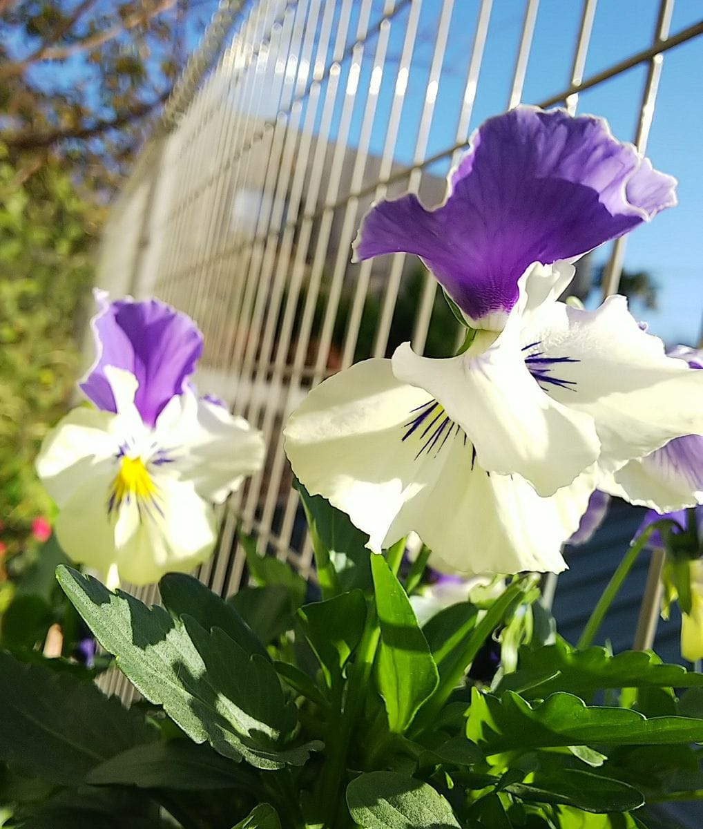 かわいく咲く紫の花💜