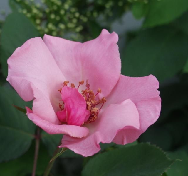 シーズンの最初の花って