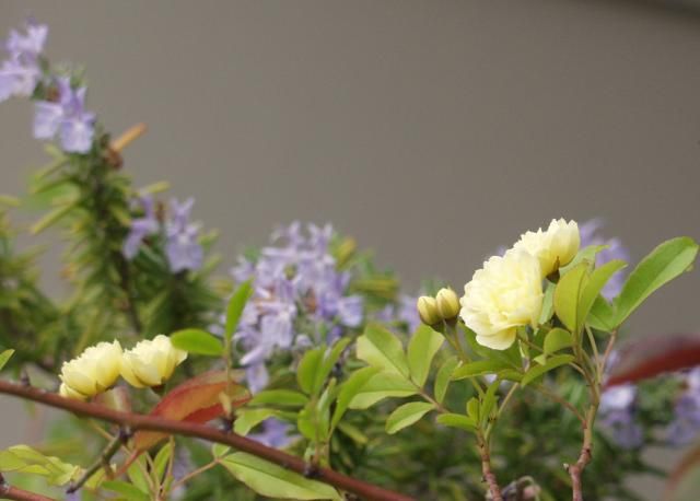 シーズンの最初の花って