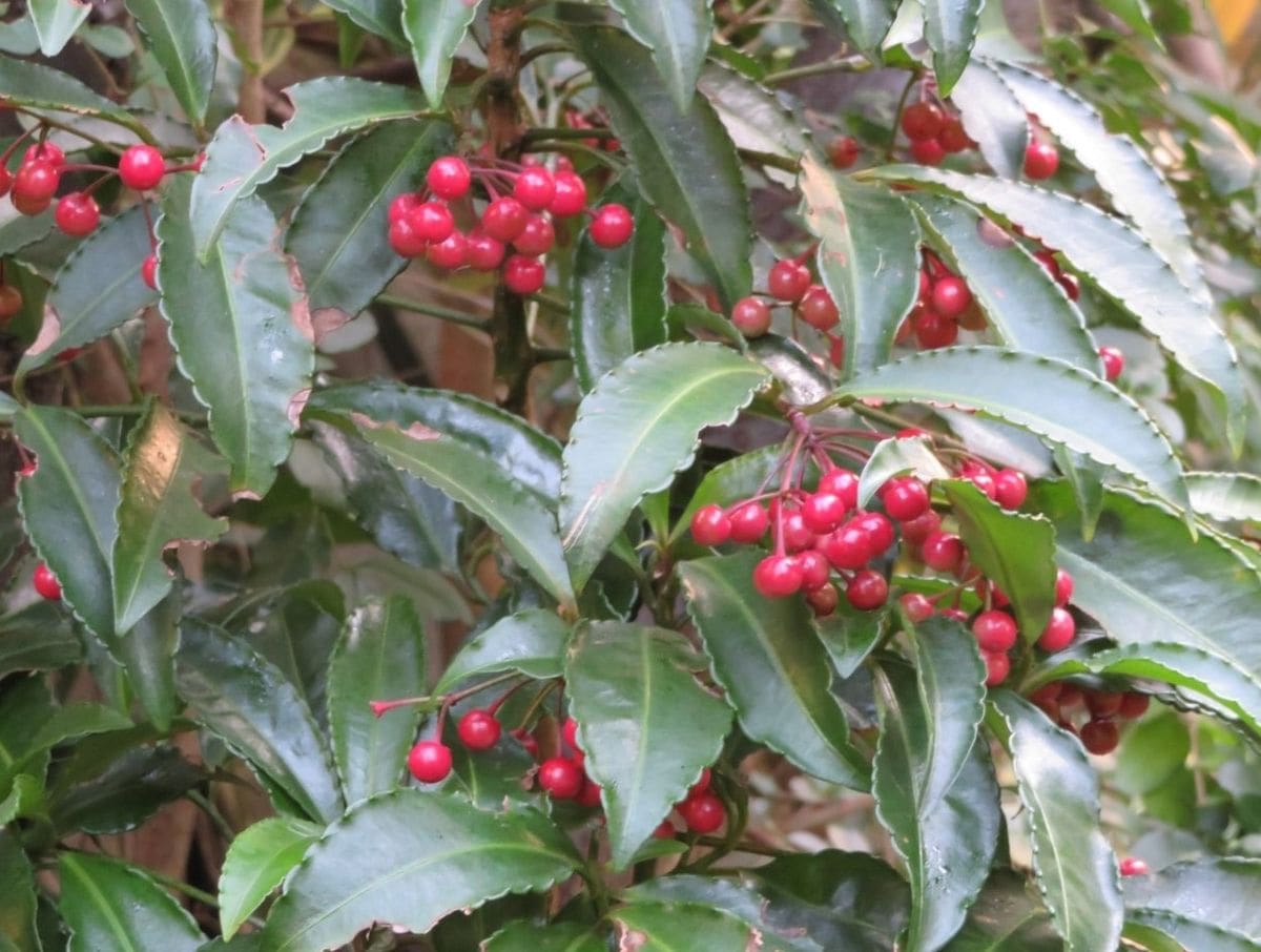 🍒マンリョウの実🍒