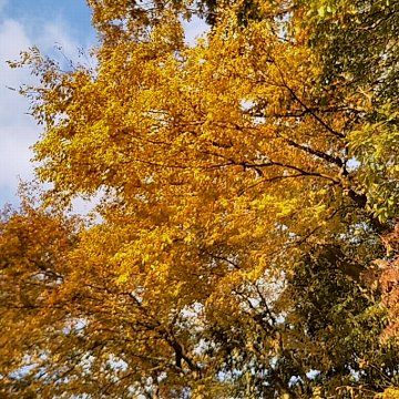 【黄葉】前ヶ崎城址公園