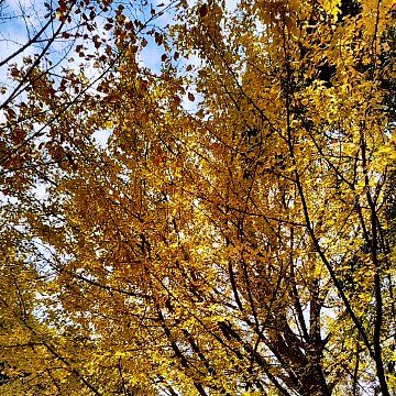 【黄葉】流山市前ヶ崎(宝蔵院)