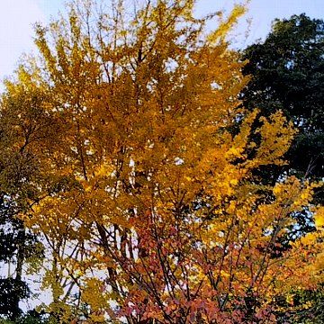 【黄葉】流山市前ヶ崎(宝蔵院)