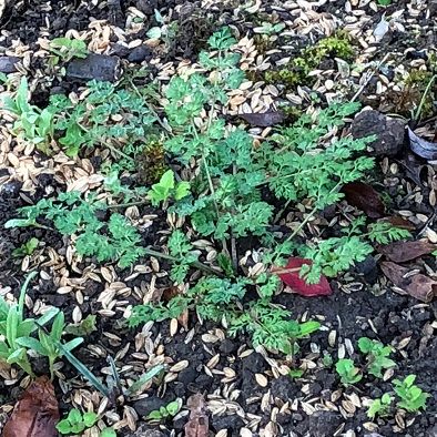 こぼれ種からの発芽Ⅱ