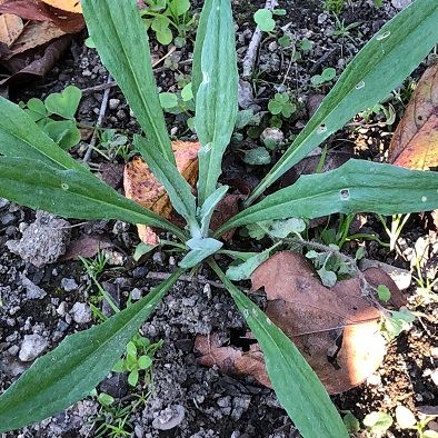 こぼれ種からの発芽Ⅱ