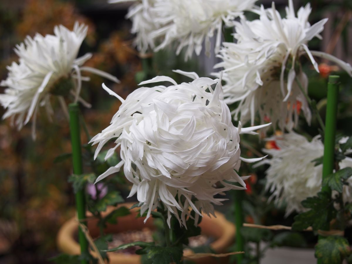 今日の江戸菊（12/2)