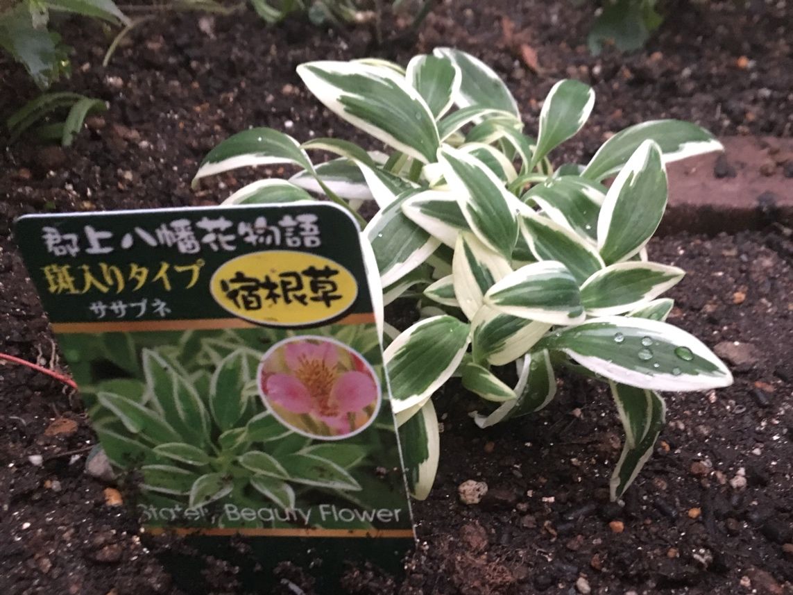 来年の為に植えました アルストロメリア