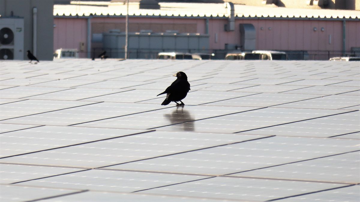 太陽光パネルの上で日向ぼっこ