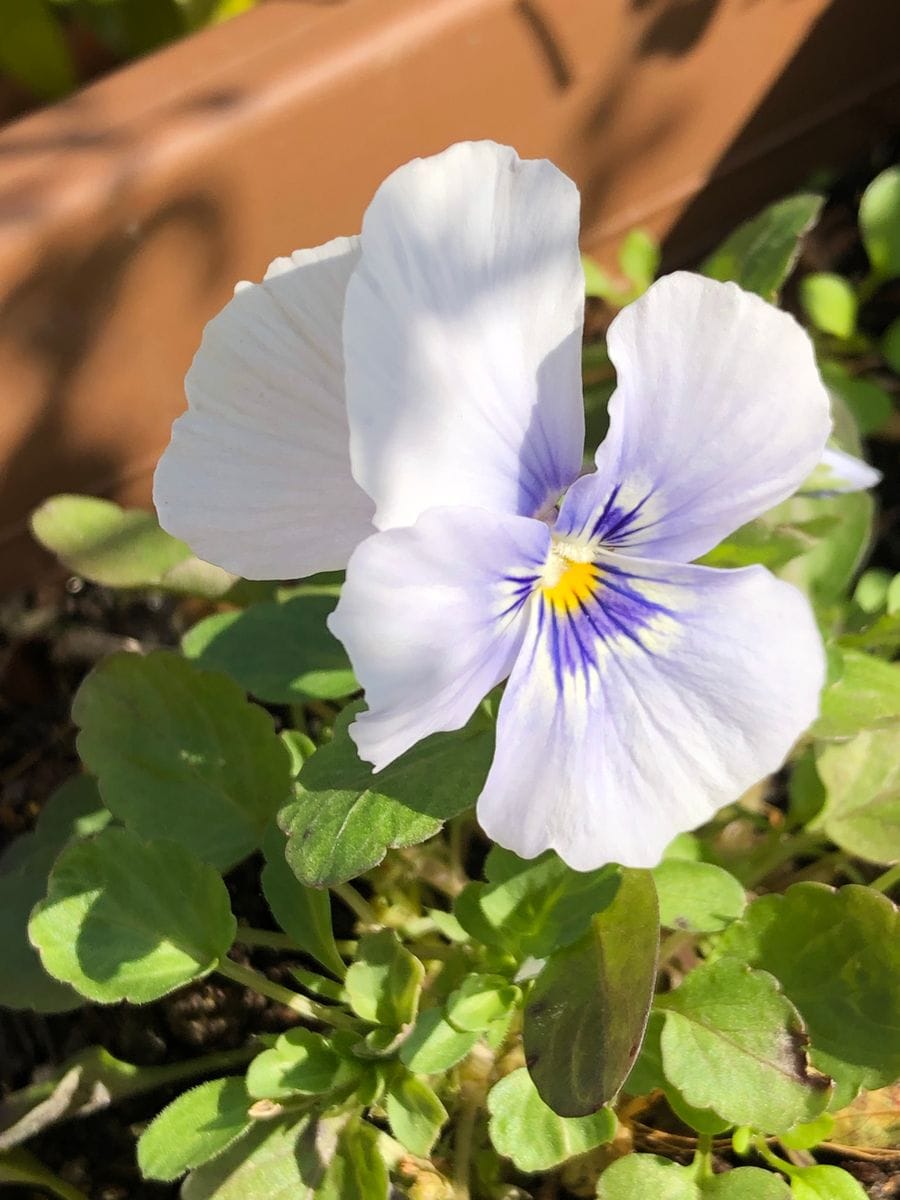 淡い色合いの花