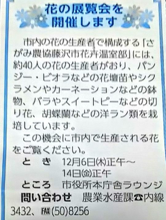 藤沢市役所で花の展示が😃