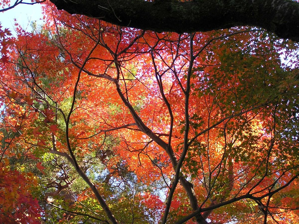 丸岡城の秋模様