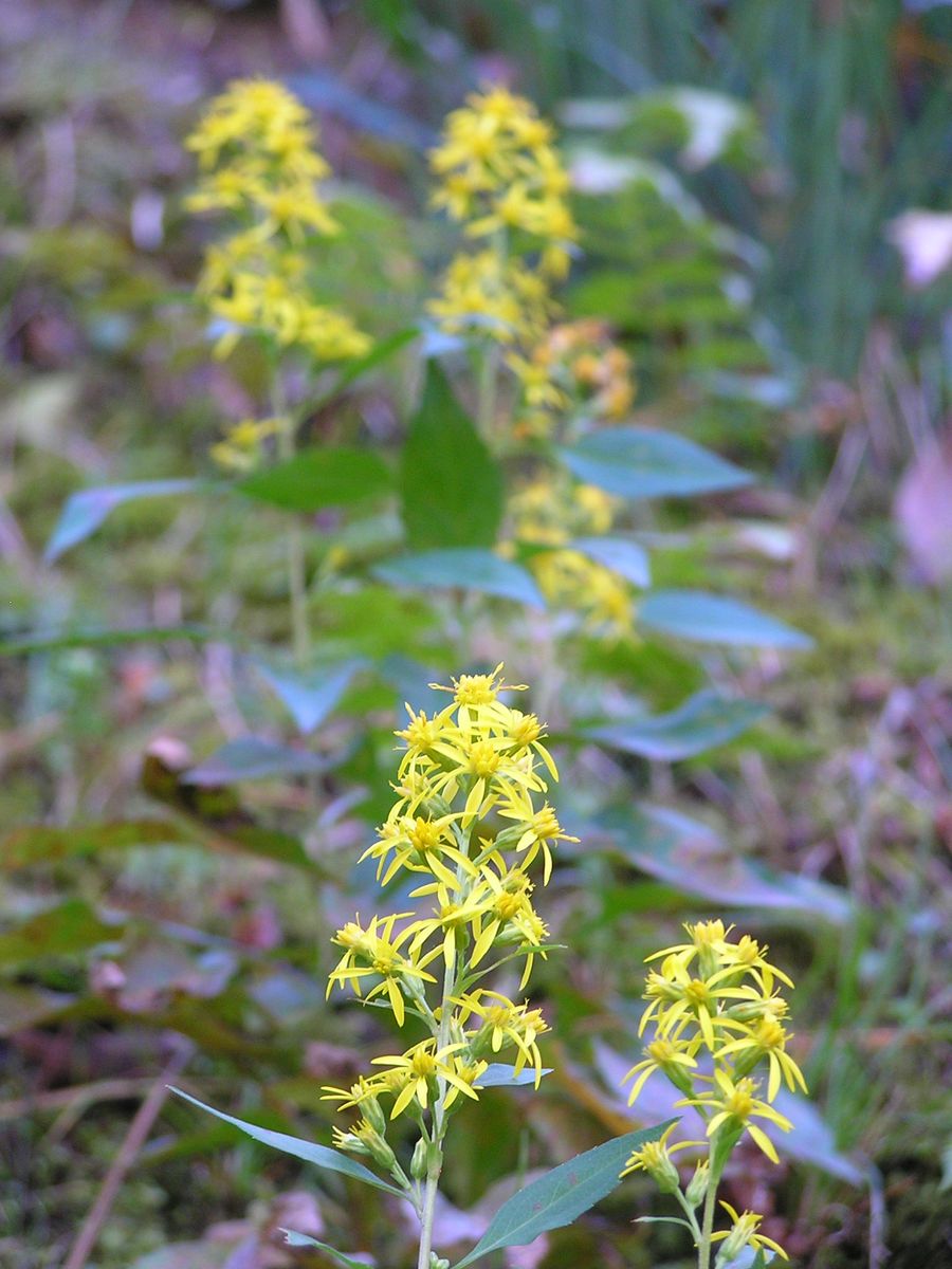 丸岡城の秋模様