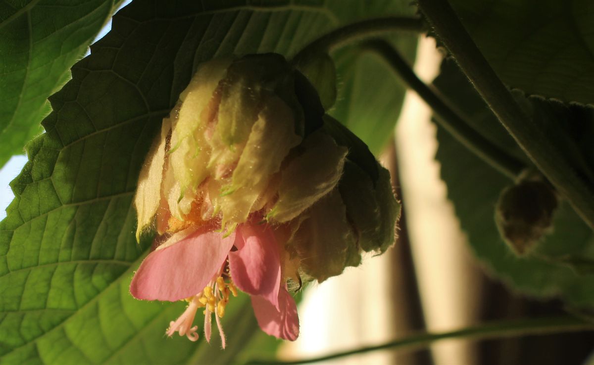 朝にピンクのお花咲く