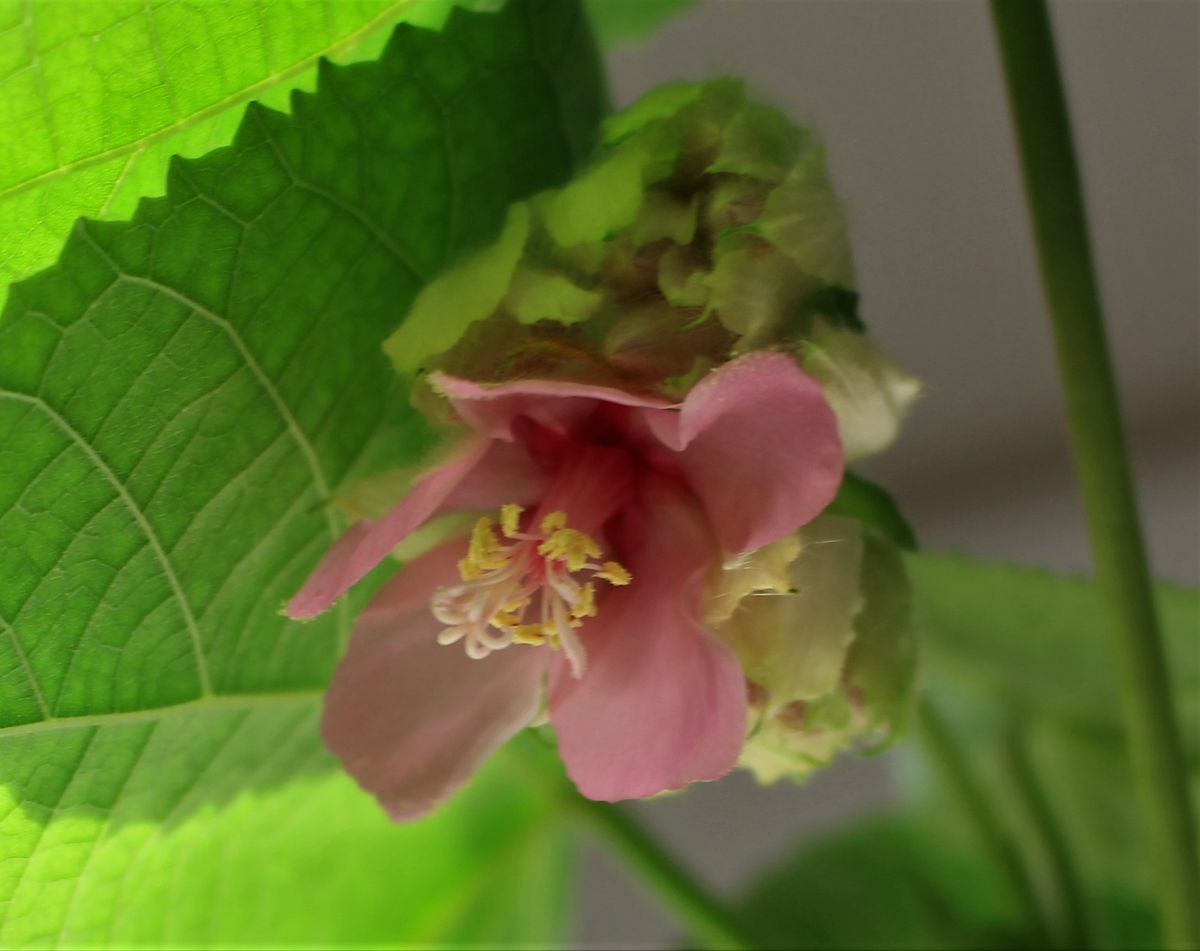 朝にピンクのお花咲く