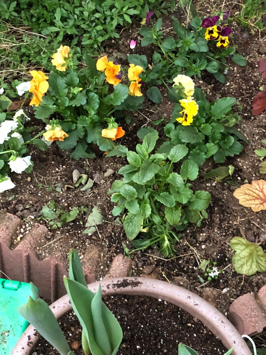 チューリップ植えました🌷