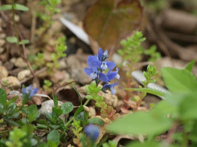 小さき花たち２