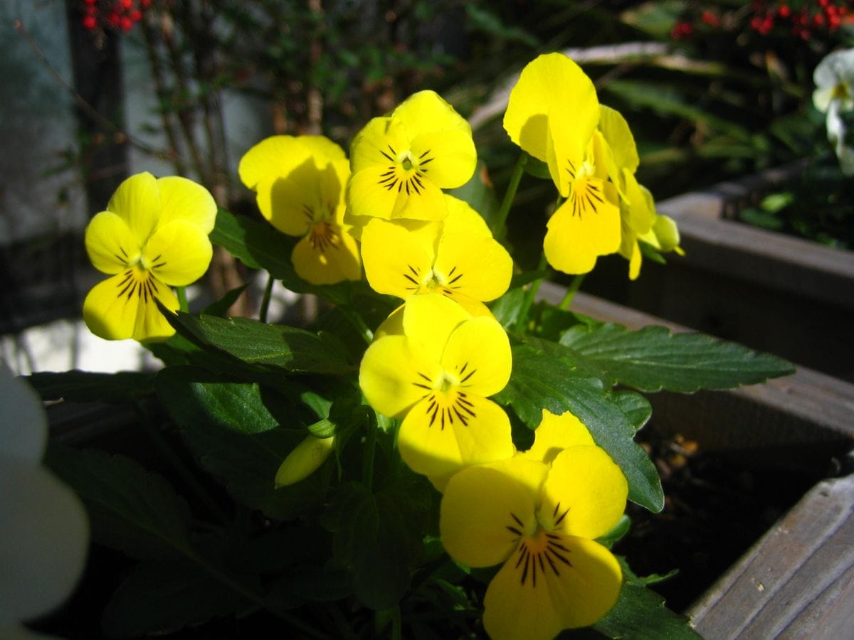 花柄摘みと椿開花