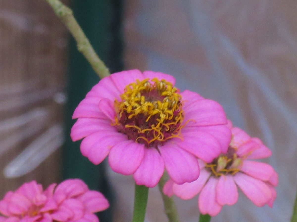 由愛(ゆめ)の花日記♪