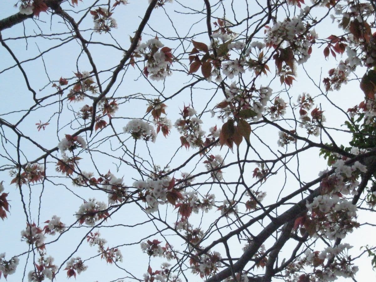 気づかなかった、紅葉。