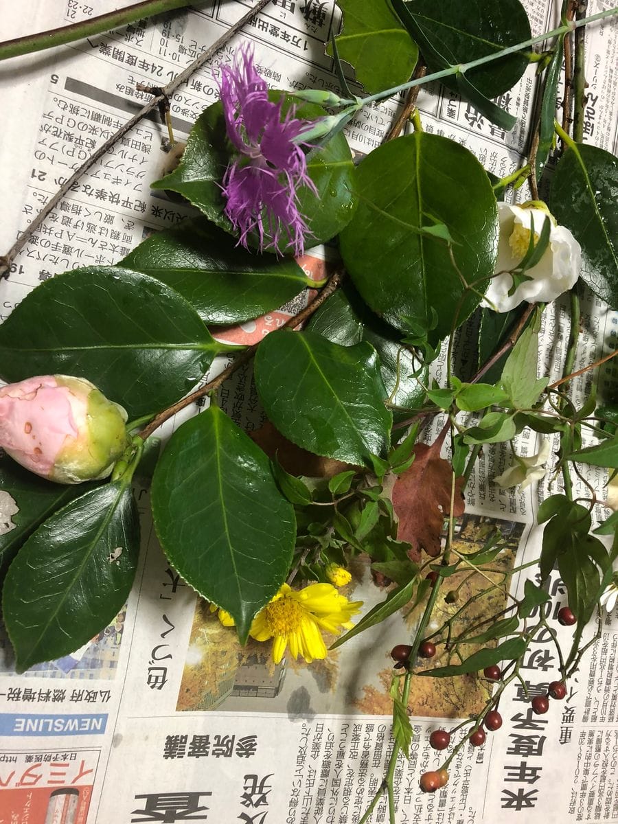 今朝の花