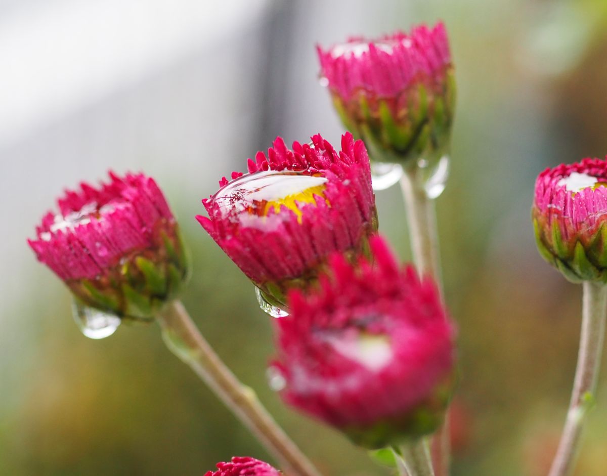 冬の雨