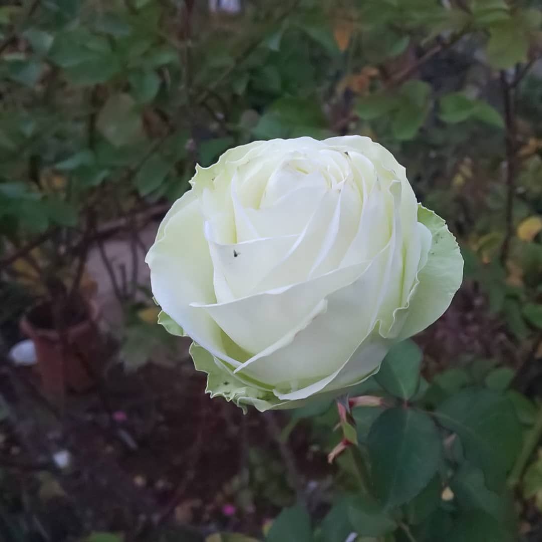 シャコバサボテン、薔薇🌹