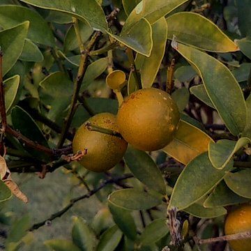 【実】キンカン(ミカン科ミカン属)