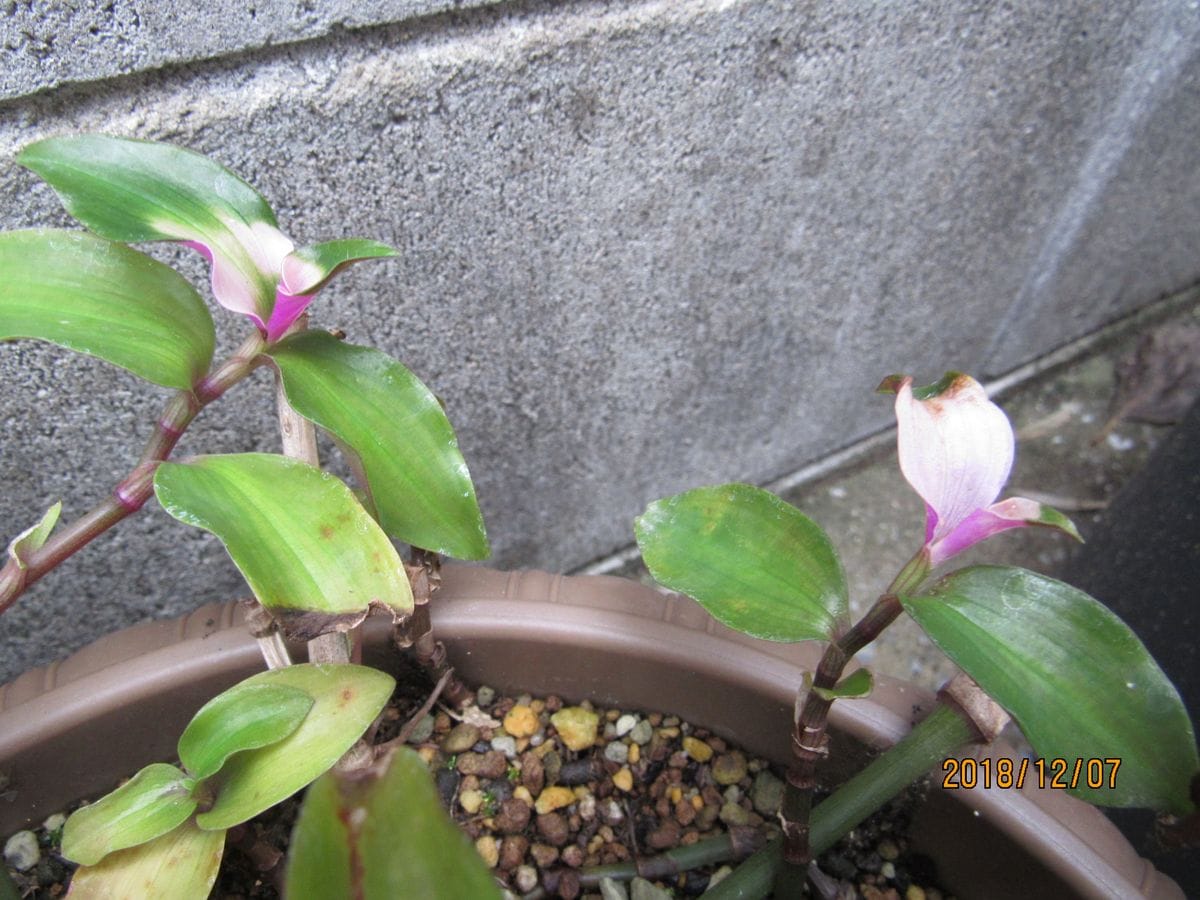 今日の　トラカン　観葉植物　として　12/7