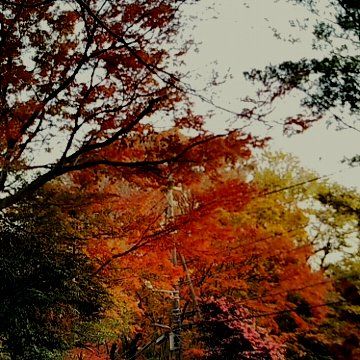 【紅葉】市川市国府台天満宮