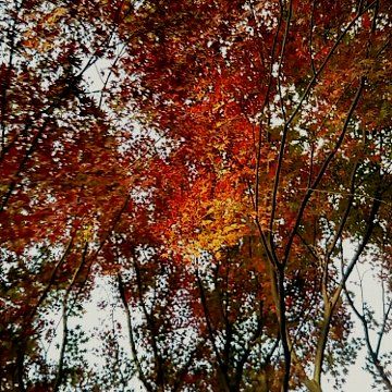 【紅葉】市川市国府台天満宮