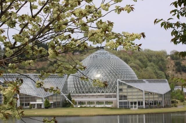 「新潟県立植物園」…桜三題！