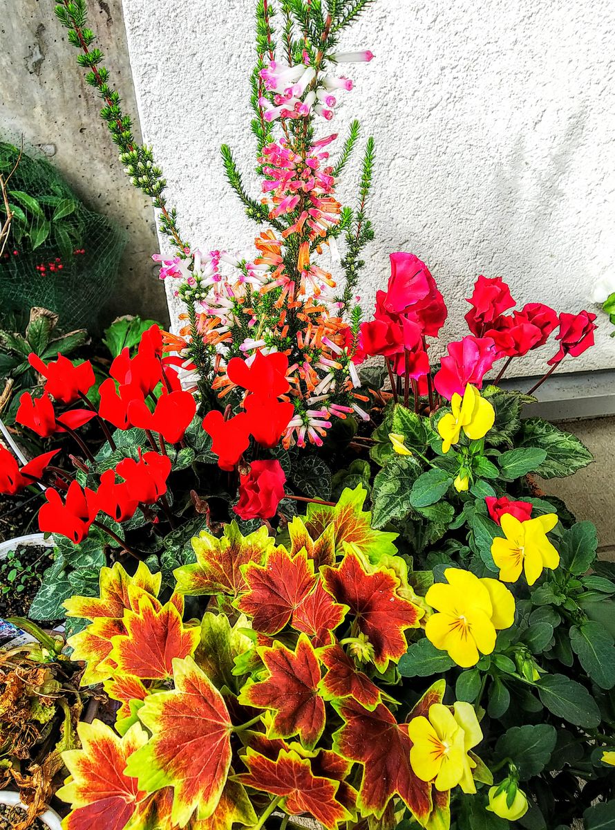 寄せ植えの花が美しい