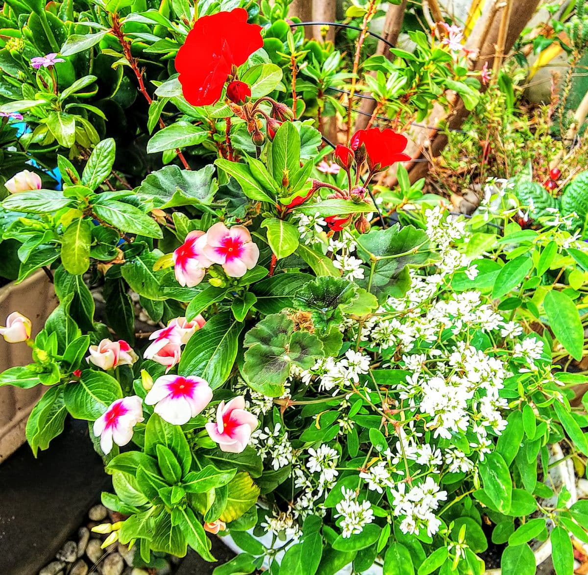 寄せ植えの花が美しい