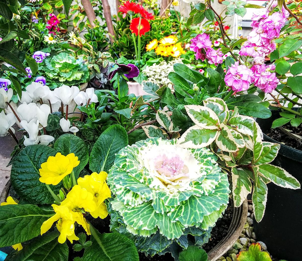 寄せ植えの花が美しい