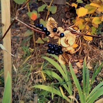 【実】ヤブランとヒオウギ