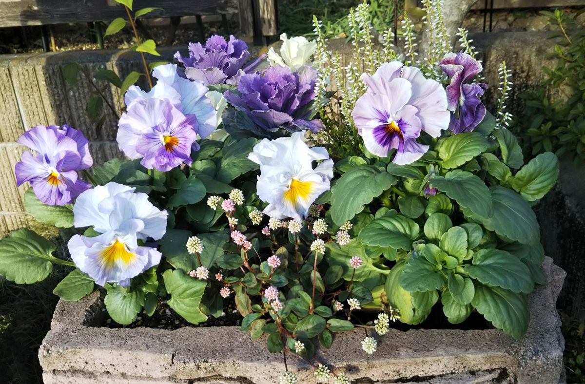 薔薇を植えました。やっとねー。💕