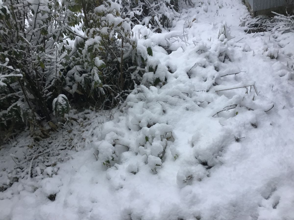 雪が降る