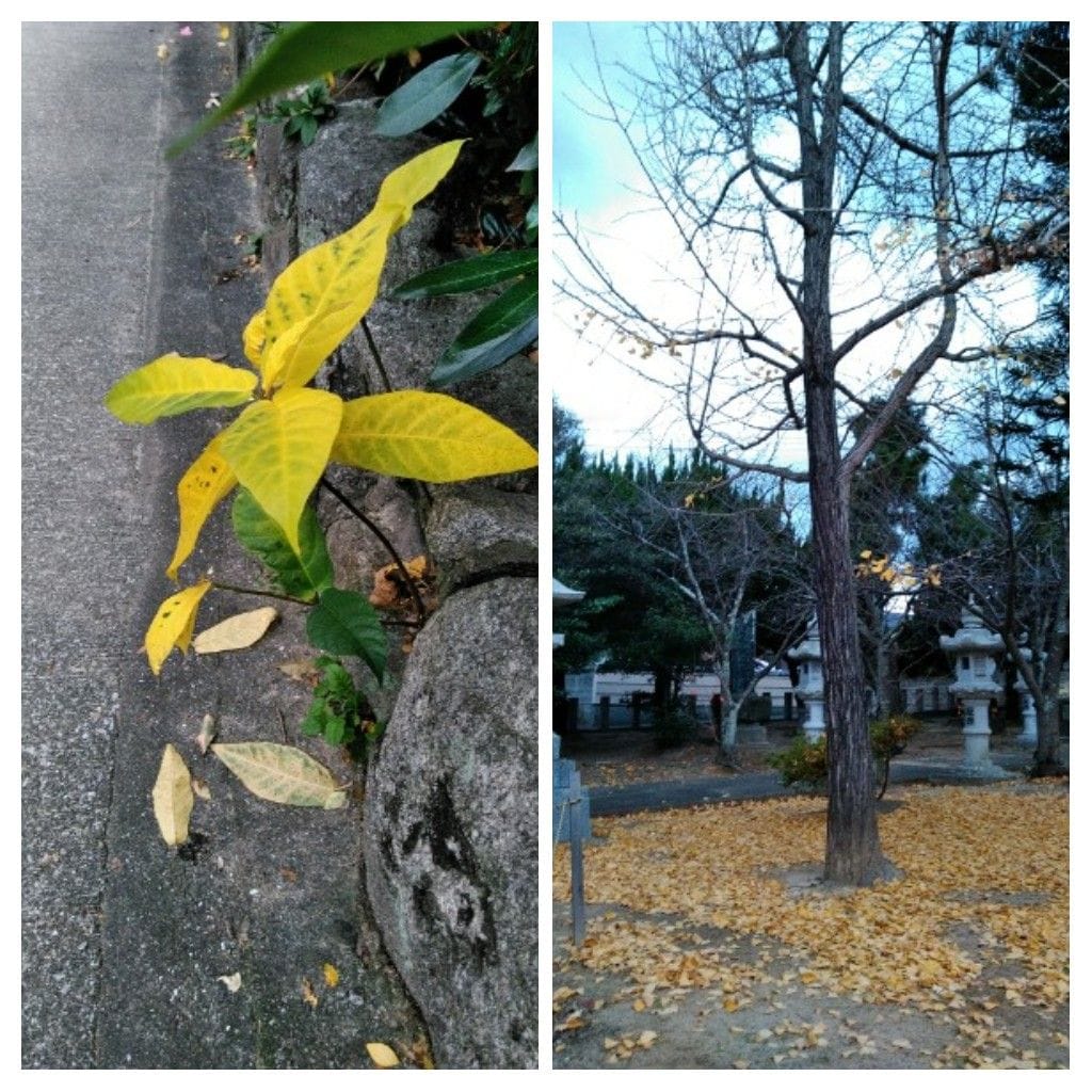 常緑樹、落葉樹❗