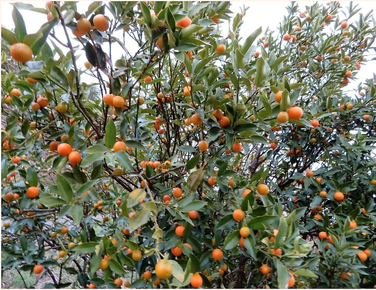 故郷の樹木は🍒実が鈴なり🍊