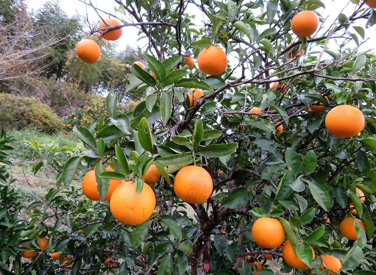 故郷の樹木は🍒実が鈴なり🍊