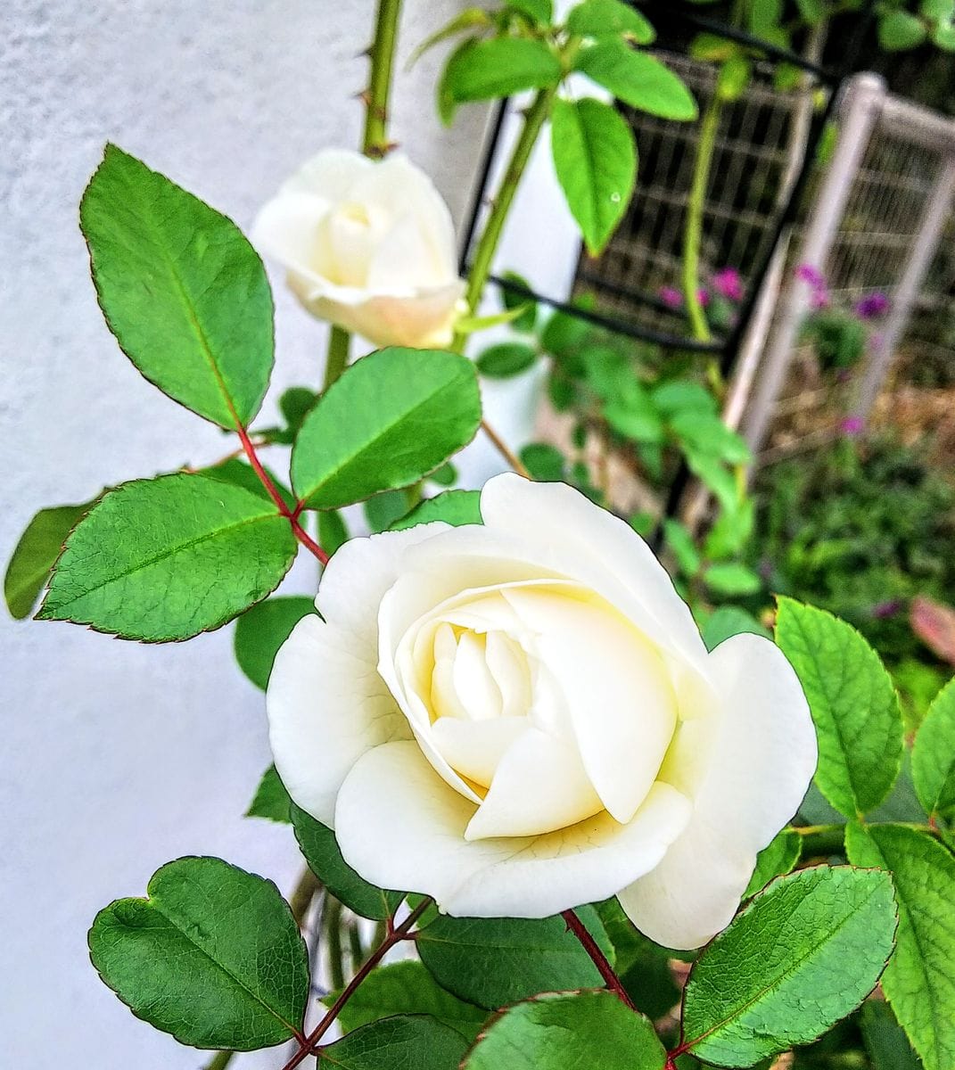 朝の薔薇🌹たち