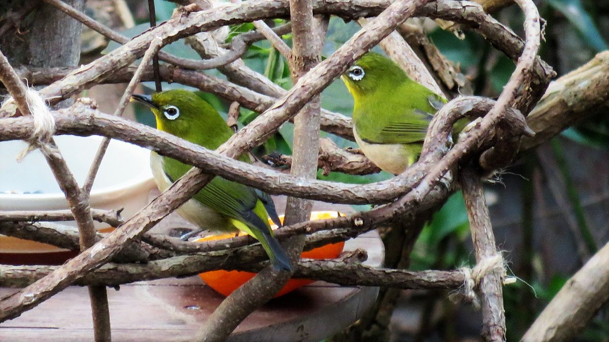 野鳥の遊び場　来客第一号