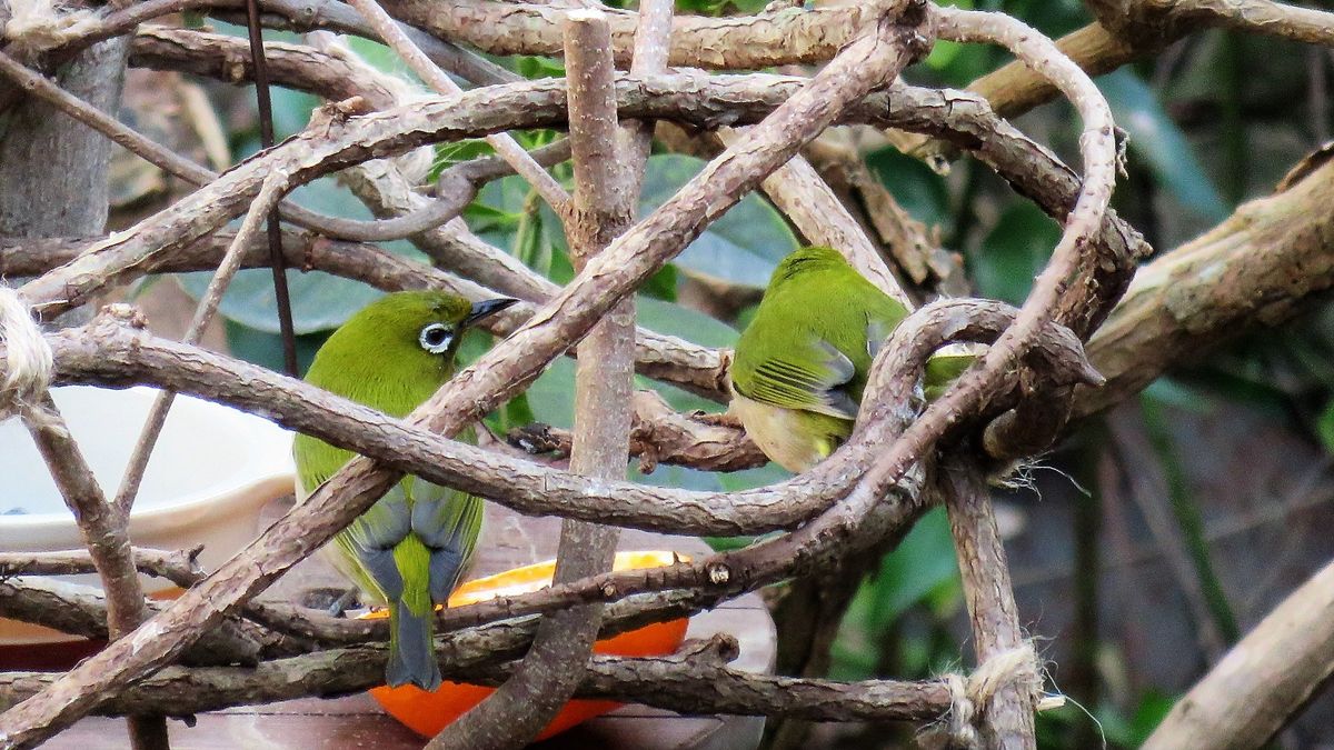 野鳥の遊び場　来客第一号