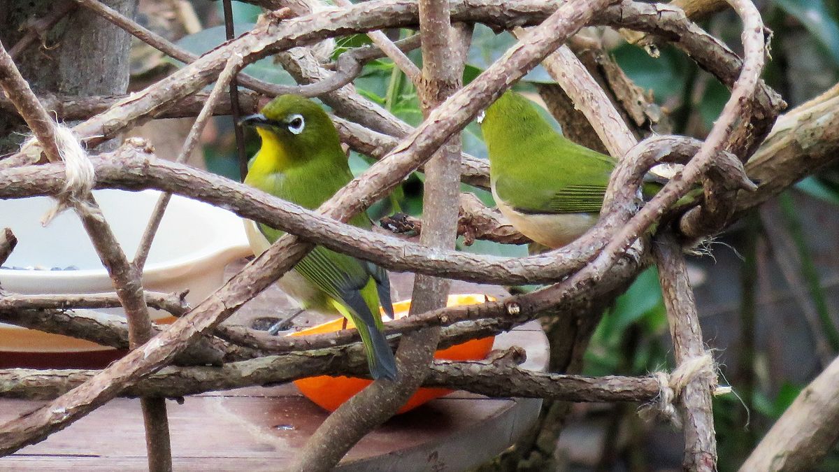 野鳥の遊び場　来客第一号