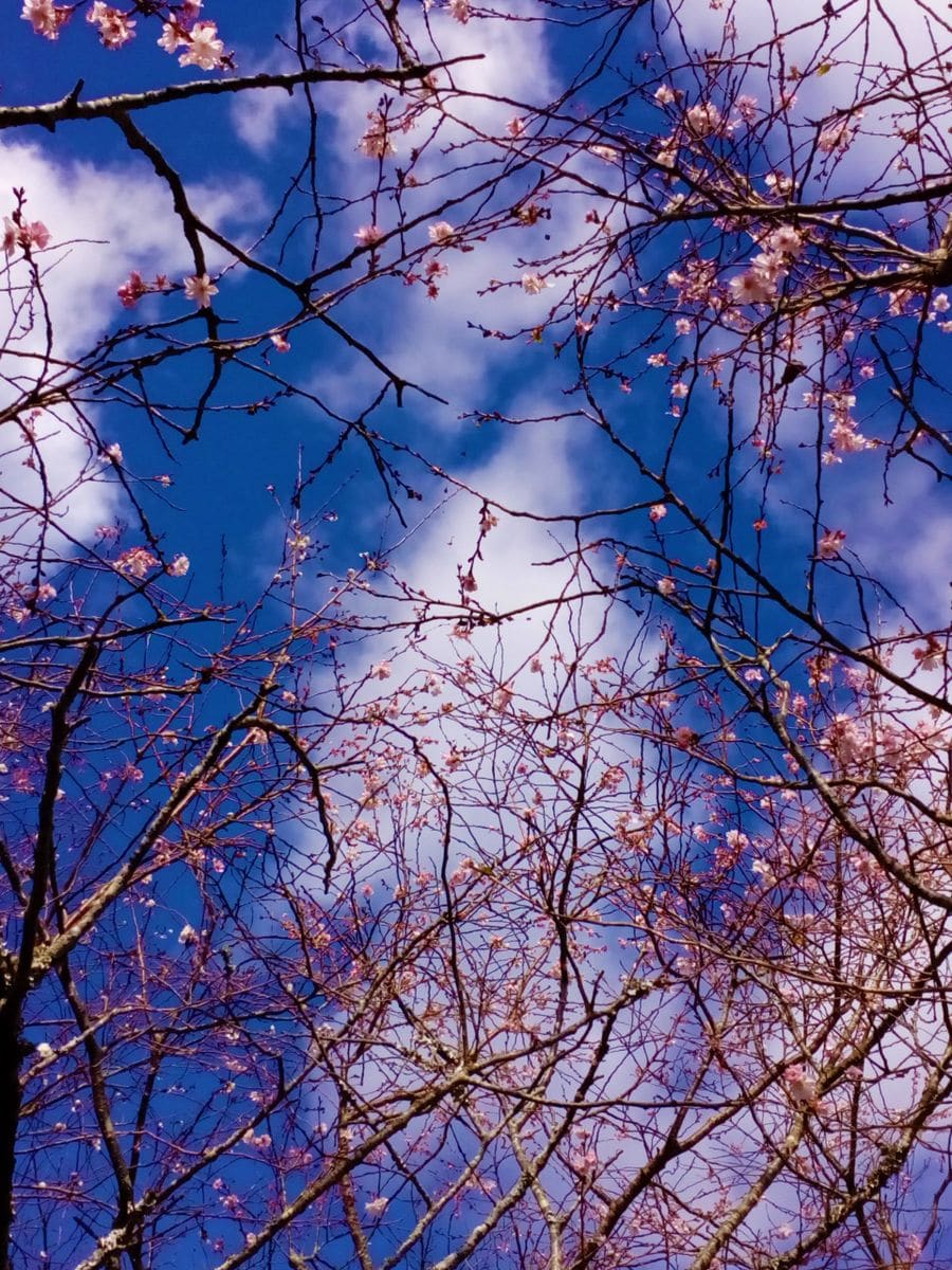 冬の『桜』たち🌸🌸🌸